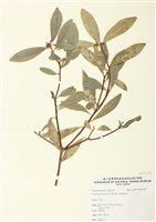 藏品(臺灣瑞香)的圖片